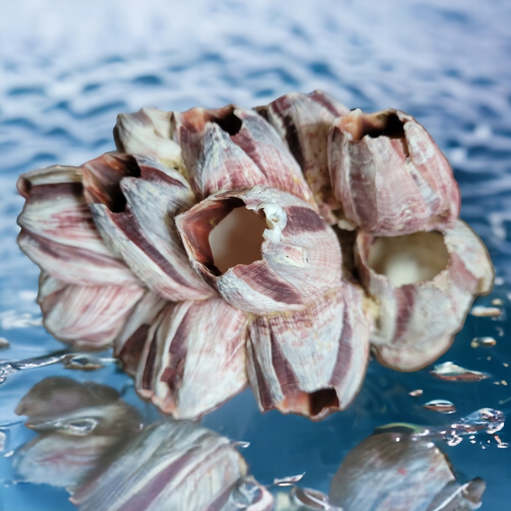 HP 😃 Natural Barnacle Coral Fish Tank Aquarium Pond Shrimp Shelter Home Ocean